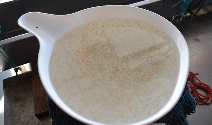 //anseafood.com.vn/files/images/blog/tom-giong-730x430.jpg