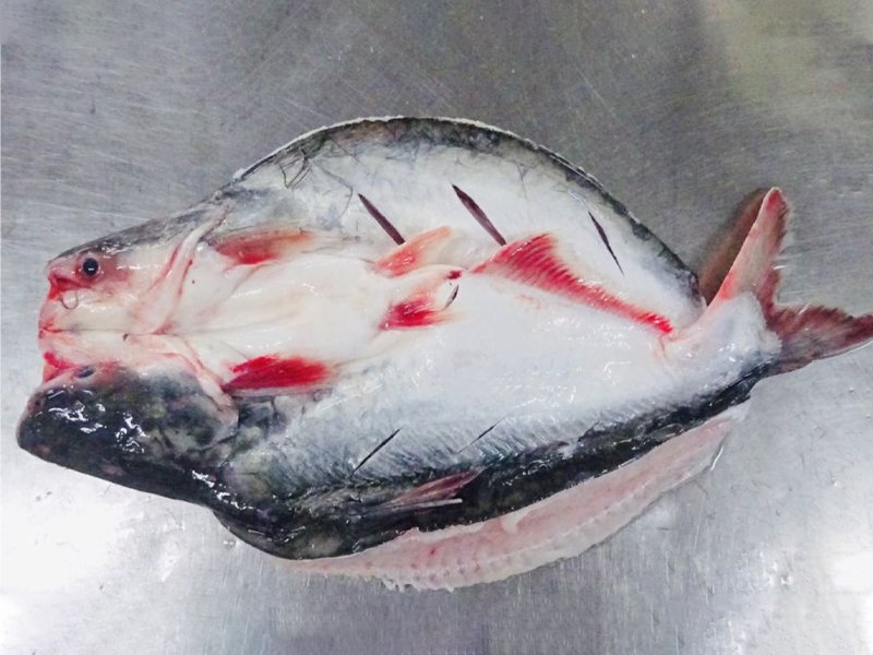 Butterfly Pangasius